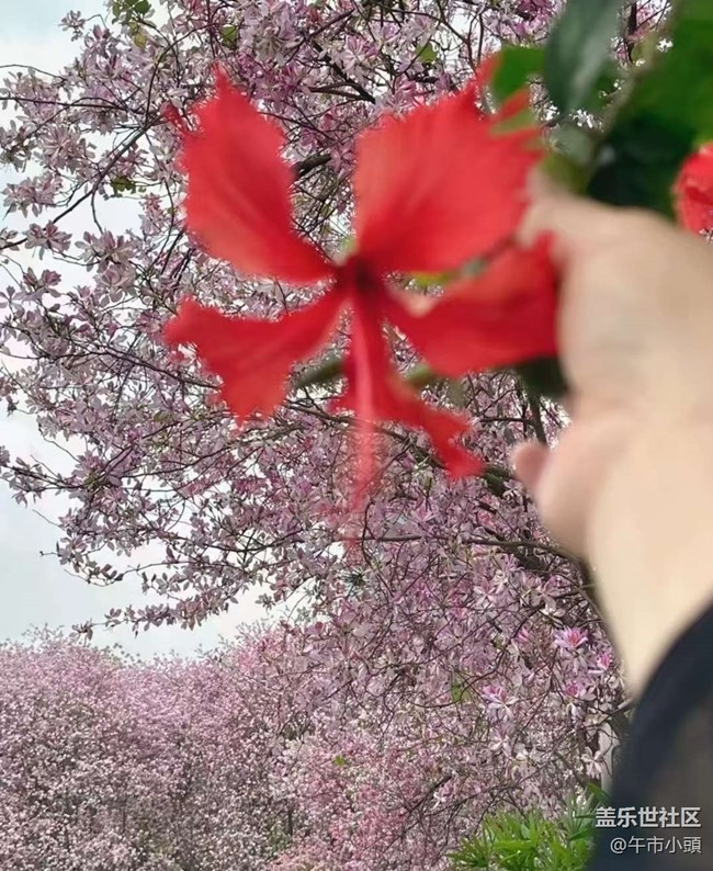 【折疊屏手機(jī)里的春夏秋冬】等花開