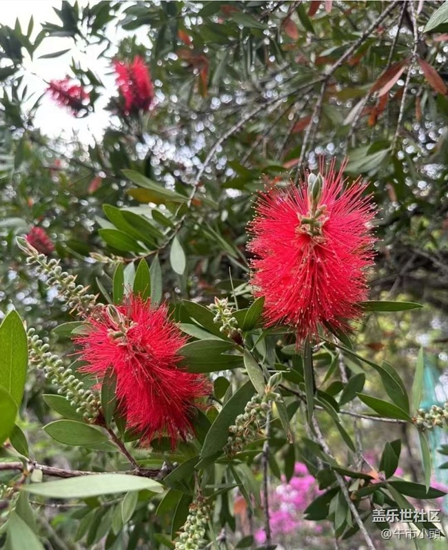 【折疊屏手機(jī)里的春夏秋冬】等花開