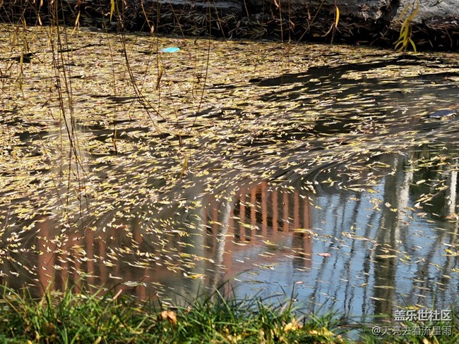 【冬韻】冬日隨拍