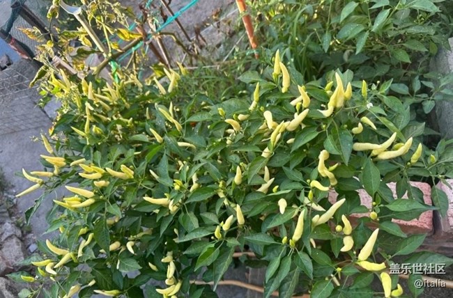 【折疊屏手機(jī)里的春夏秋冬】辣椒