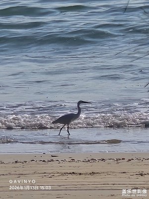 【鏡頭里的故事】闖進(jìn)鏡頭里的白鷺