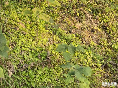 【鏡頭里的故事】鏡頭里的綠意