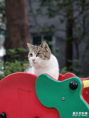 獨自玩滑梯的貓