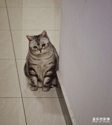 【鏡頭里的故事+貓