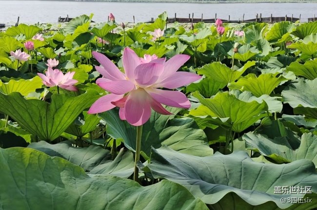 【折疊屏手機(jī)里的春夏秋冬】夏荷