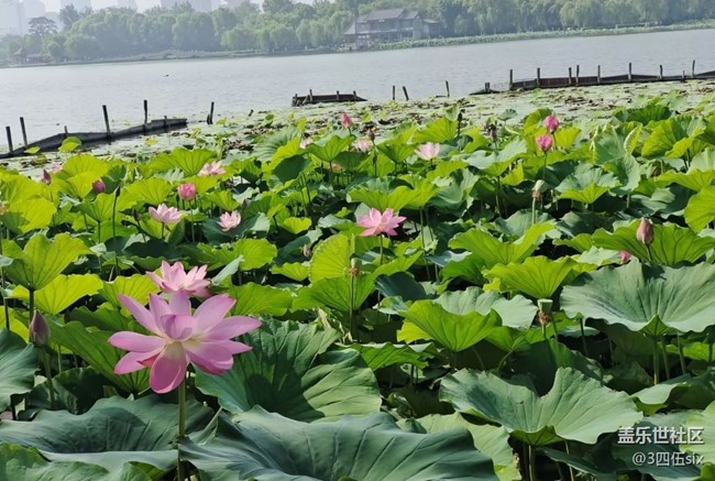 【折疊屏手機(jī)里的春夏秋冬】夏荷