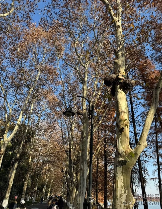 【冬日旅行色】冬季東湖