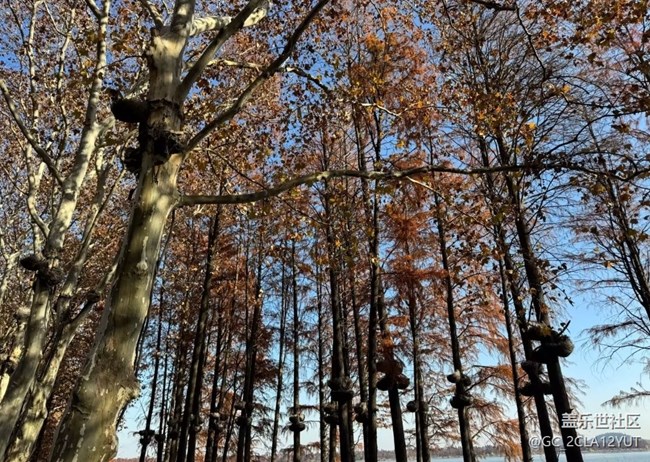 【冬日旅行色】冬季東湖