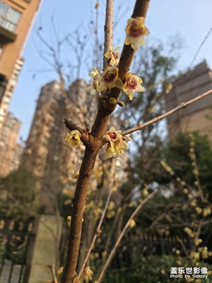 【身邊的小自然】+發(fā)現(xiàn)身邊美