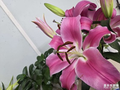 【身邊的小自然】+麝香百合