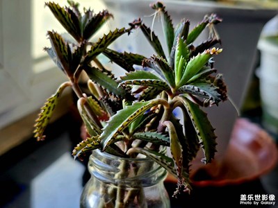 【身邊的小自然】+生命力極其頑強(qiáng)的植物