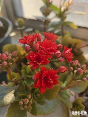 【身邊的小自然】+陽臺的長壽花