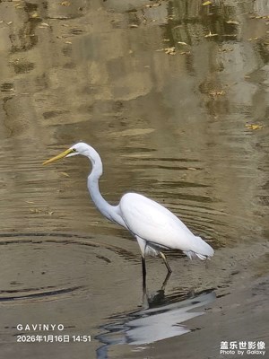 【鏡頭里的故事】闖進(jìn)鏡頭里的白鷺