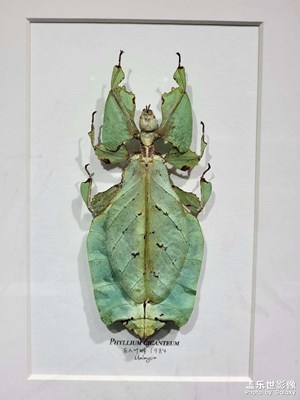 【身邊的小自然】+昆蟲標(biāo)本