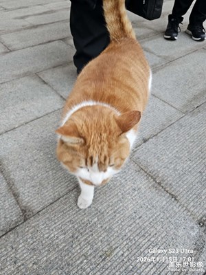 【身邊的小自然】+連續(xù)偶遇貓咪