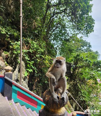 【身邊的小自然】機(jī)靈