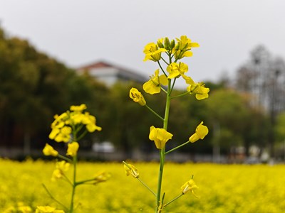 【身邊的小自然】春的溫柔