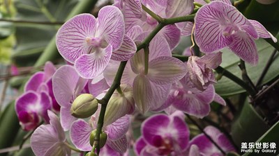 【身邊的小自然】冬日里的蝴蝶蘭