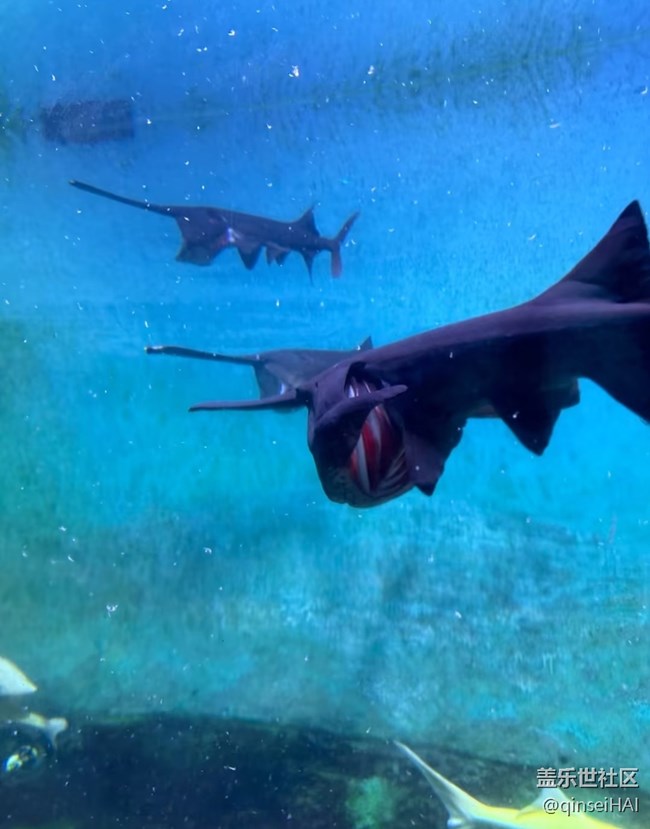 【冬日旅行色】海洋館