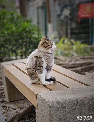 小區(qū)里的貓伙伴