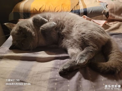 【身邊的小自然】我家的小貓