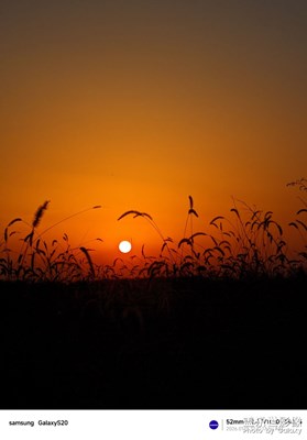 夕陽(yáng)下狗尾草
