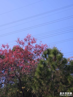 【身邊的小自然】+發(fā)現(xiàn)身邊美