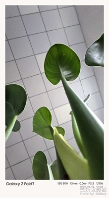 【身邊的小自然】+身邊的綠色生機