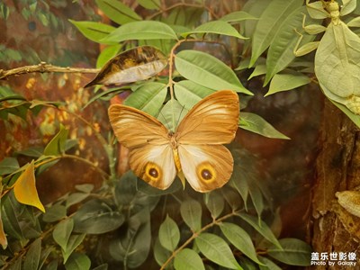 【身邊的小自然】+昆蟲