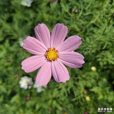 【身邊的小自然】花