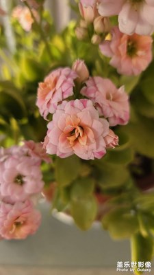 【身邊的小自然】媽媽種的花