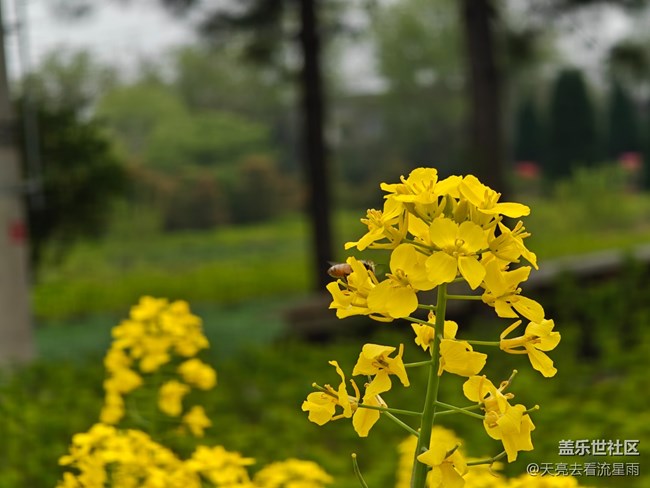 【冬日旅行色】冬日的油菜花