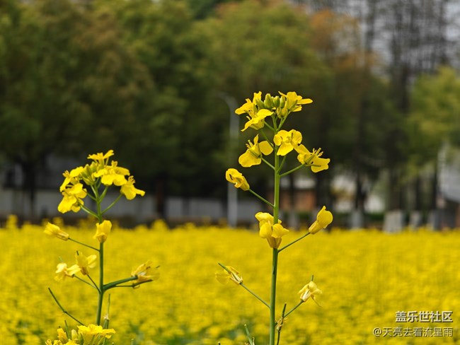 【冬日旅行色】冬日的油菜花