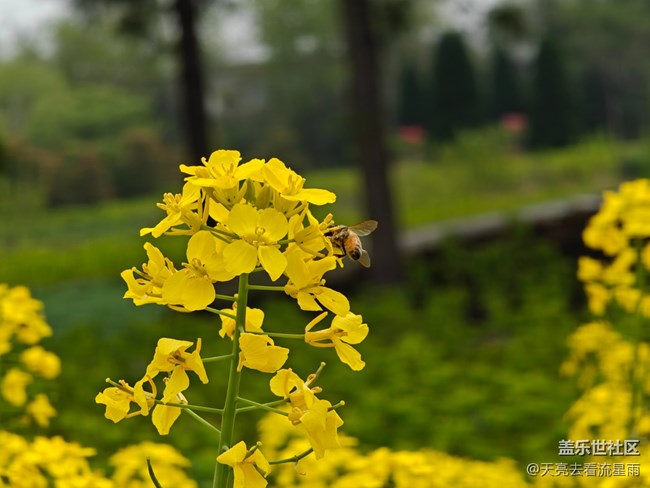 【冬日旅行色】冬日的油菜花