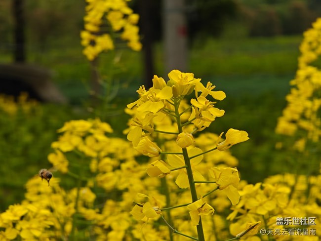 【冬日旅行色】冬日的油菜花