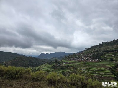 【身邊的小自然】樹