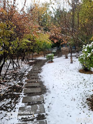 【身邊的小自然】+發(fā)現(xiàn)身邊美