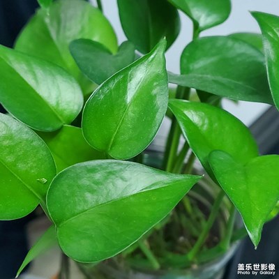 【身邊的小自然】辦公室小綠植