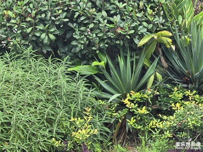 【身邊的小自然】公園