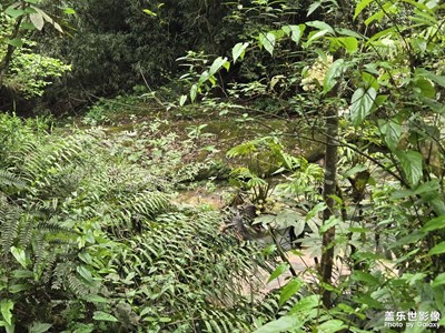 【身邊的小自然】青色