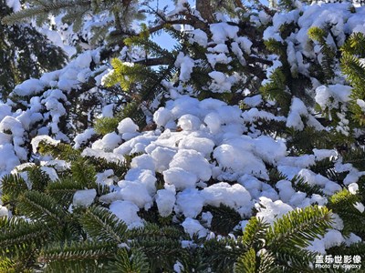 【身邊的小自然】雪景