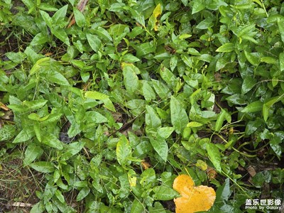 【身邊的小自然】拍拍自然風(fēng)光