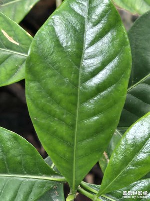 【身邊的小自然】安逸的生活