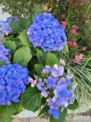 【身邊的小自然】+發(fā)現(xiàn)身邊美