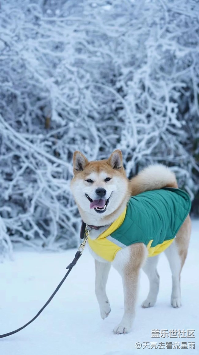 絕美高山冬景行