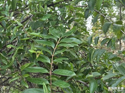 【身邊的小自然】身邊的美