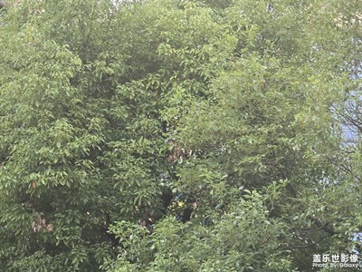 【身邊的小自然】綠葉成蔭