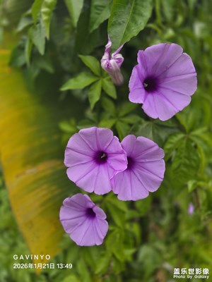 【身邊的小自然】彩色小喇叭