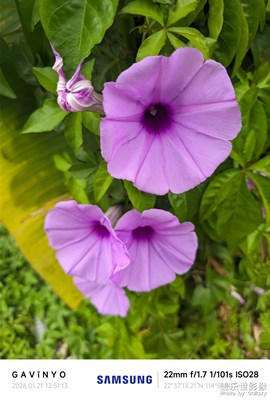 【身邊的小自然】牽牛花開(kāi)藤蔓長(zhǎng)，藍(lán)紫芬芳滿(mǎn)庭芳