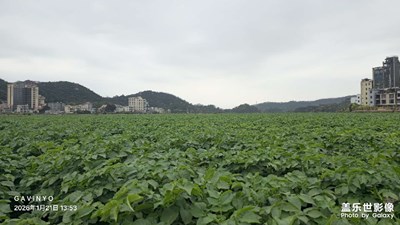 【身邊的小自然】綠意盎然的田園風(fēng)光